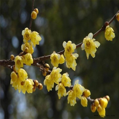 基地批發(fā)園林觀花植物 園林綠化叢生臘梅樹苗 冬天臘梅花苗 蠟梅