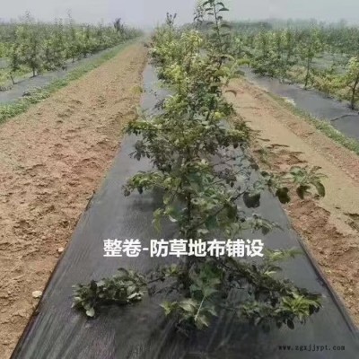 汝州防草布_打孔防草布_pp全新料防草布_大量現貨銷售